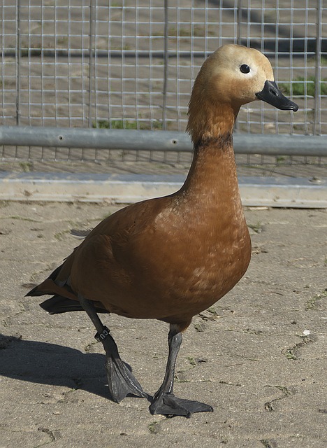 传奇并不仅